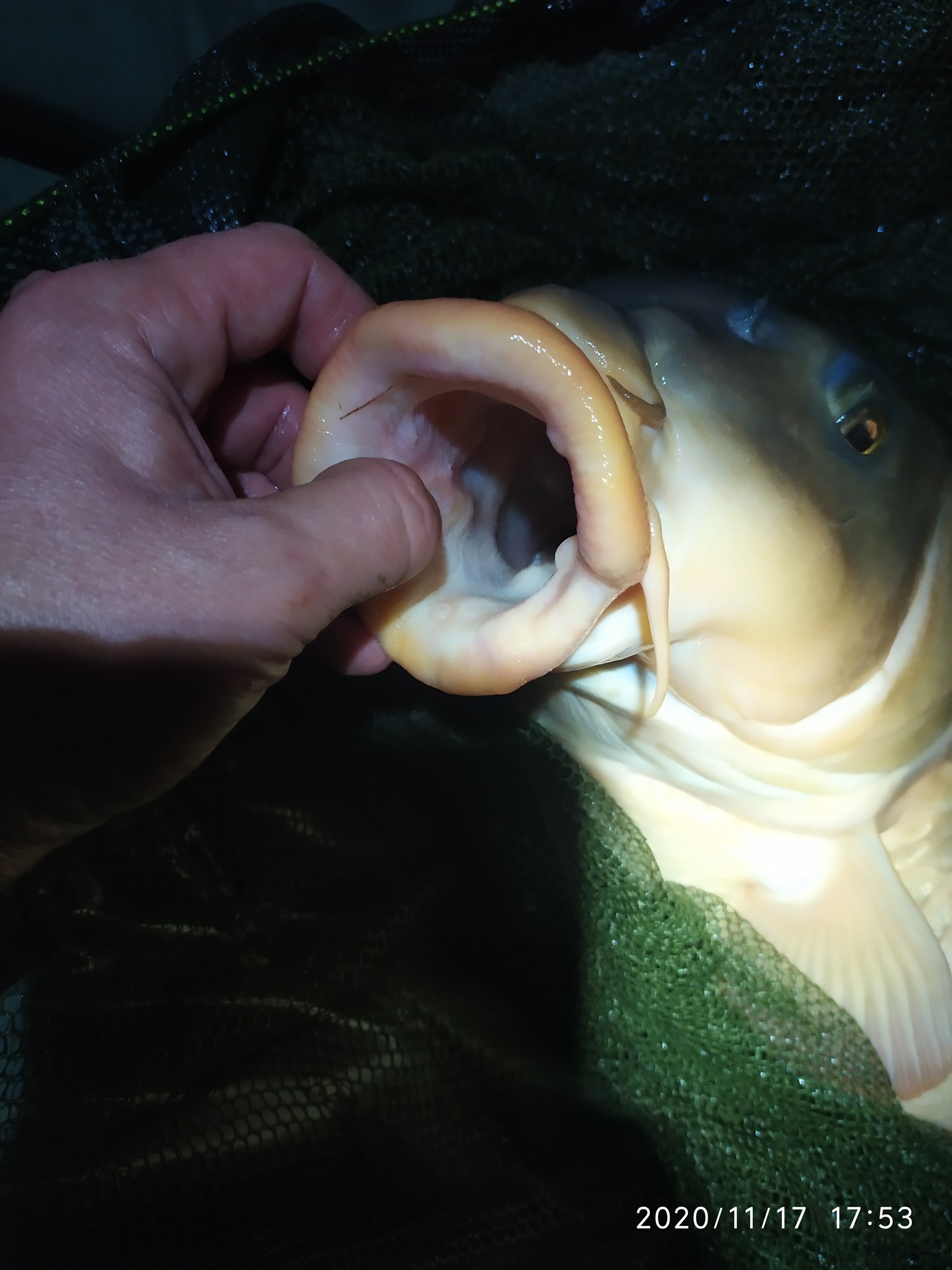 ISOLA DEL PESCATORE 17 - 18 noiembrie 2020 - IMG20201117175353.jpg